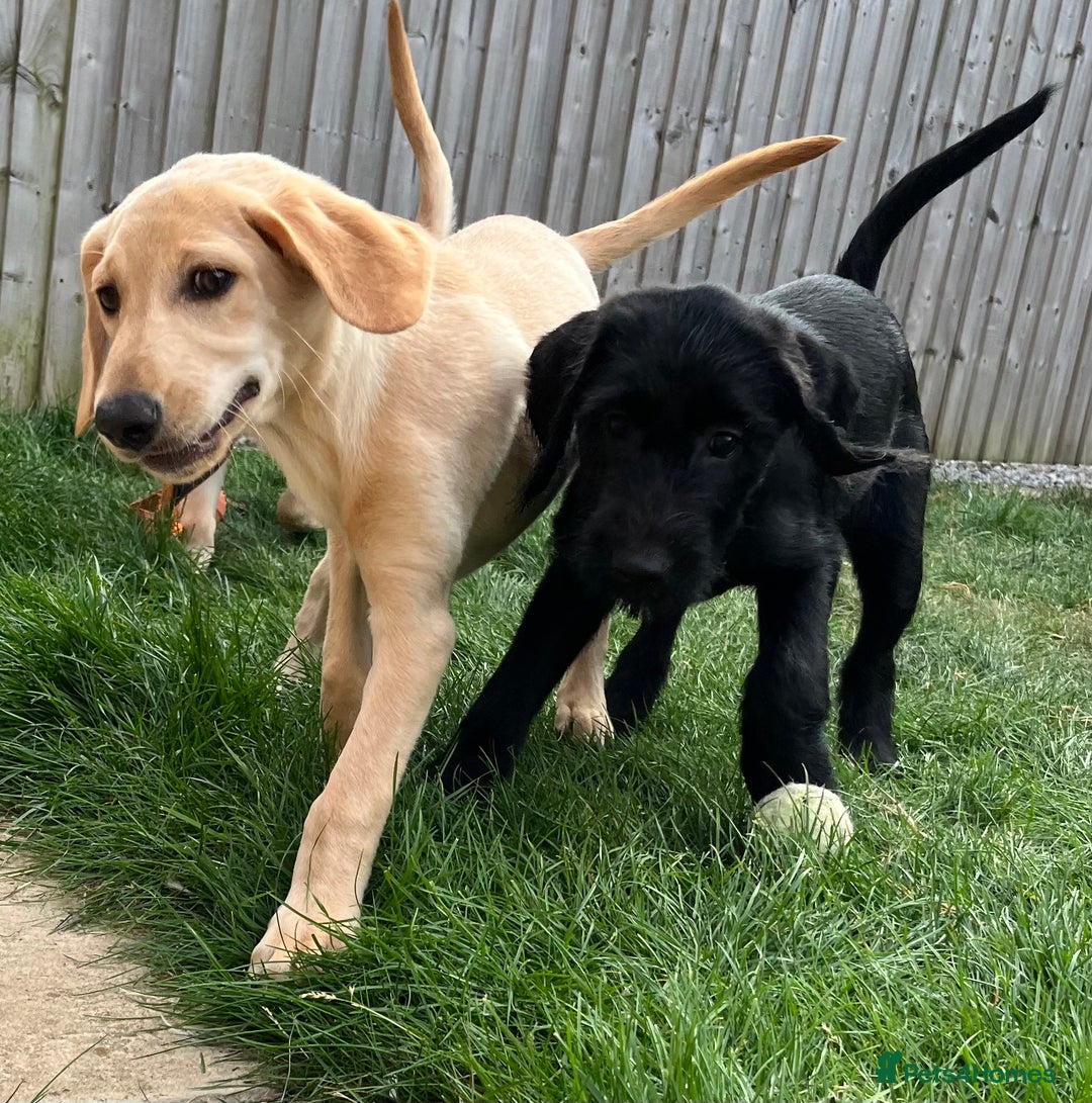 Mixed Breed dogs for sale: READY TO LEAVE - DNA health tested Puppies  - Image 7