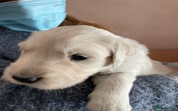 Golden Retriever dogs for stud: KC English Cream Golden Retriever Stud - Image 16