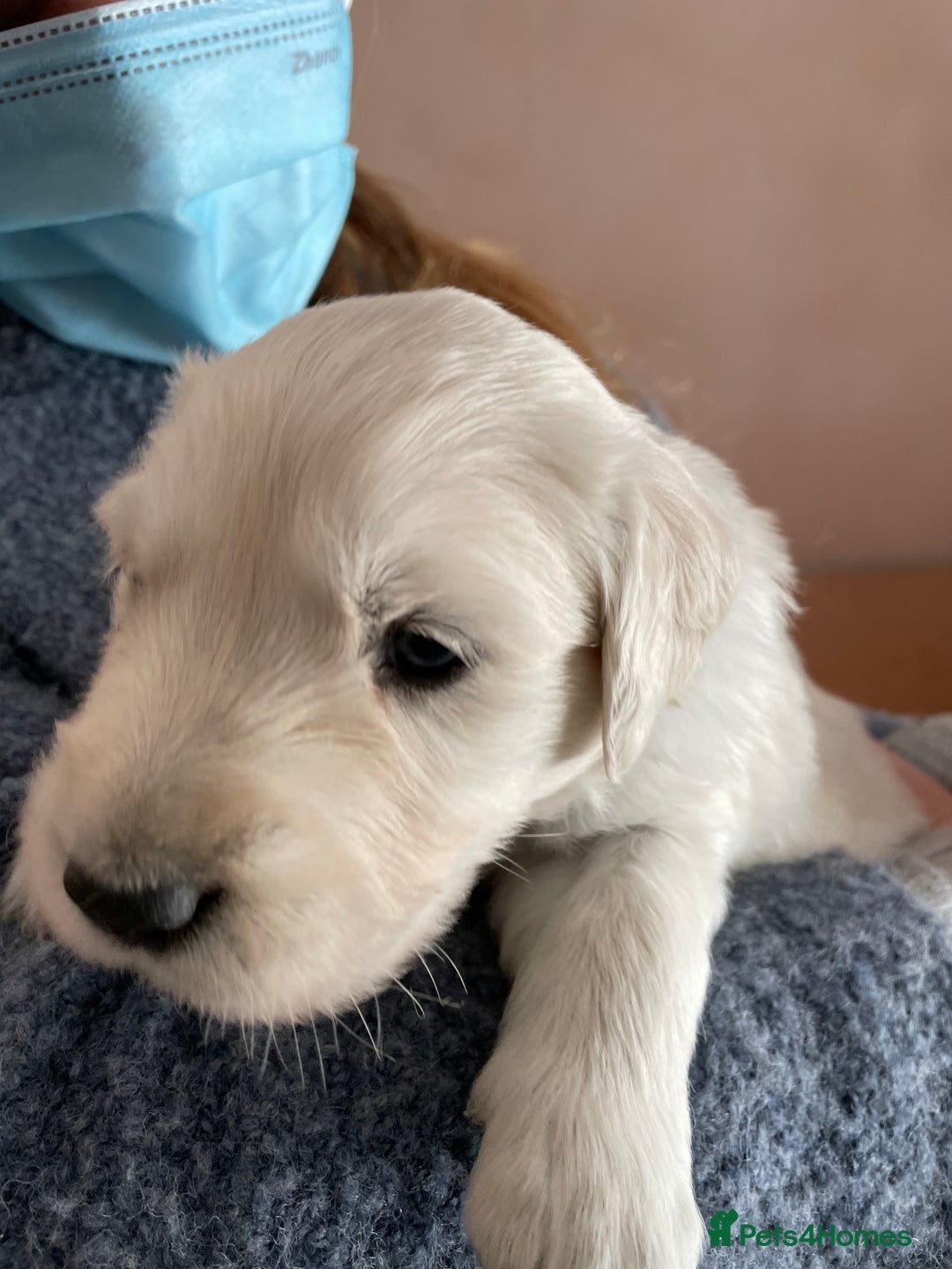 Golden Retriever dogs for stud: KC English Cream Golden Retriever Stud - Image 16