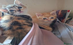 Mixed Breed cats for sale: 2 gorgeous kittens - Image 13