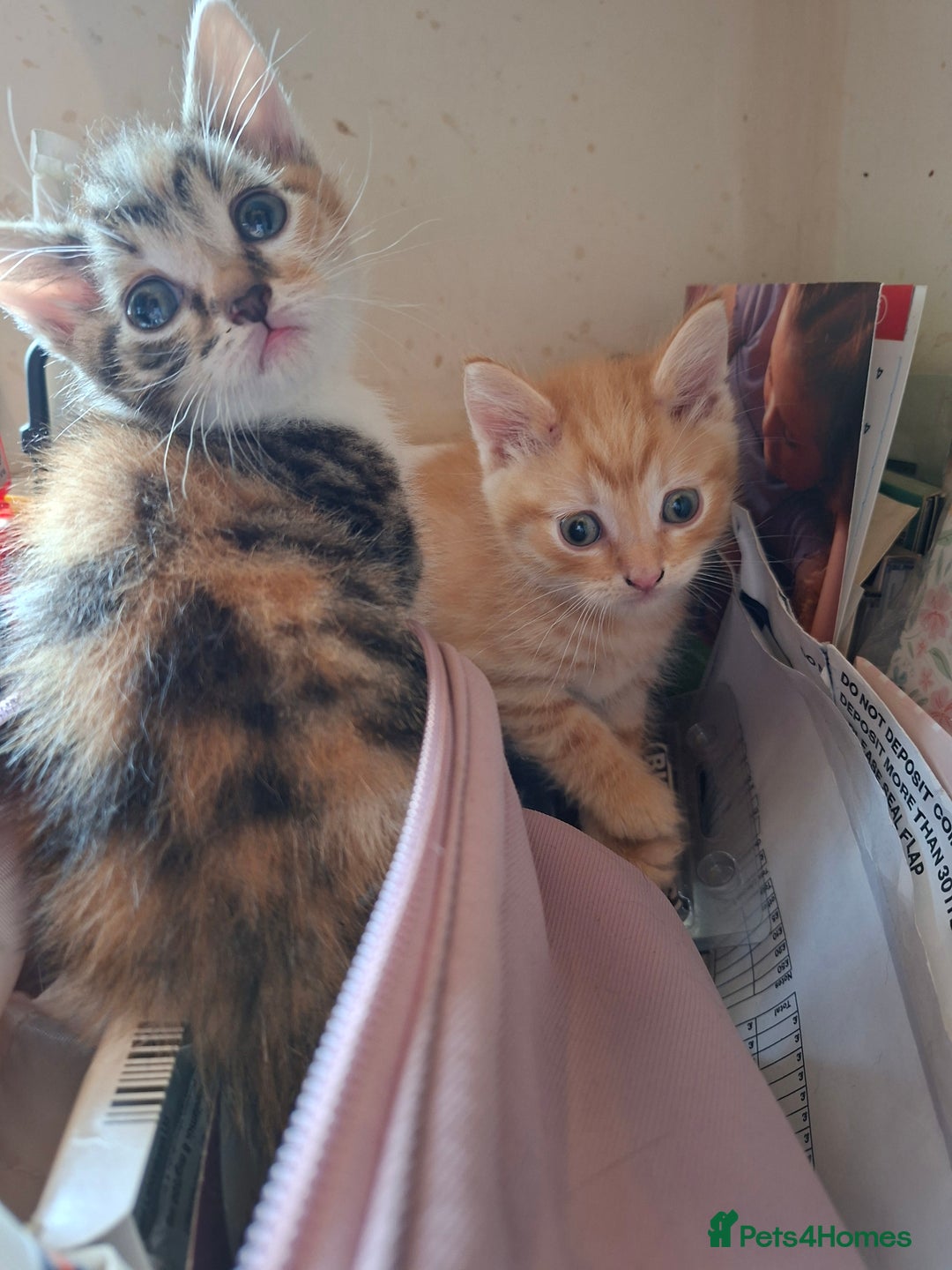 Mixed Breed cats for sale: 2 gorgeous kittens - Image 13