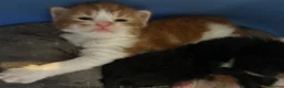 Turkish Van cats for sale: Very Fluffy Turkish Van Kittens  - Advert 16