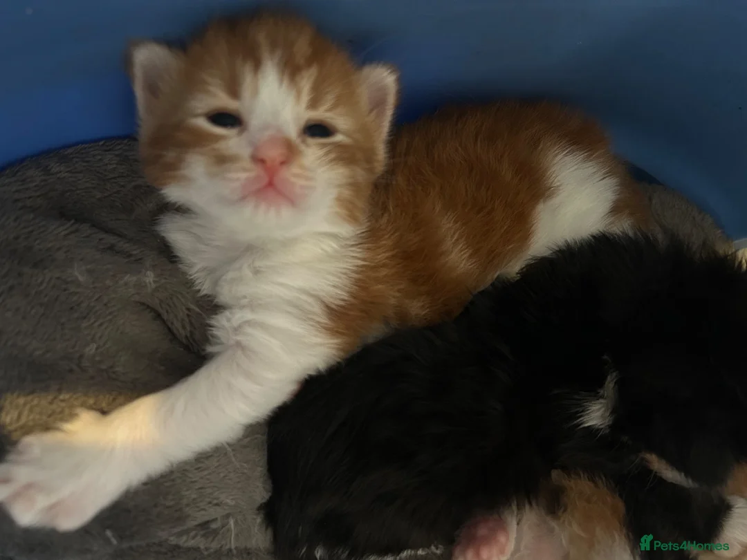 Turkish Van cats for sale: Very Fluffy Turkish Van Kittens  - Advert 16