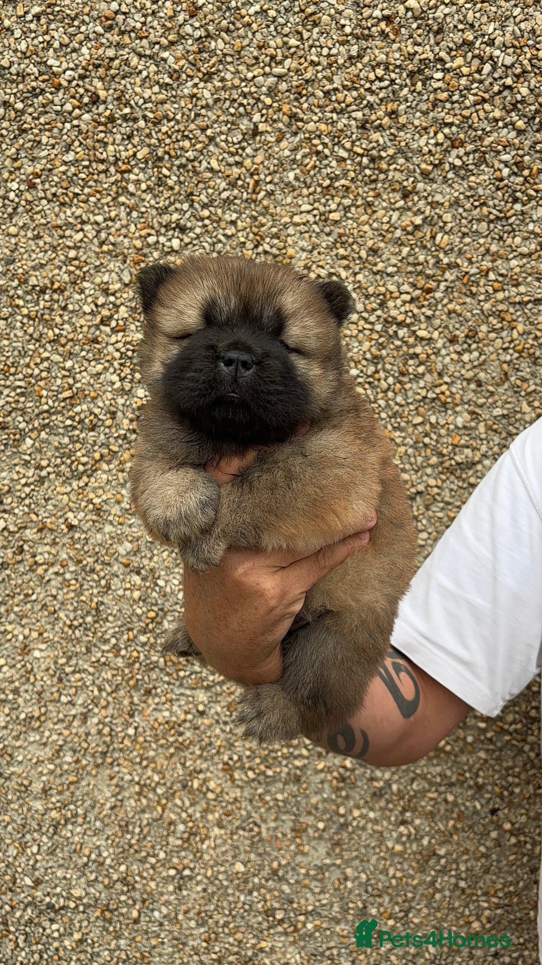 Chow Chow dogs for sale: 🐾Adorable Pedigree Chow Chow Puppies paw - Image 6