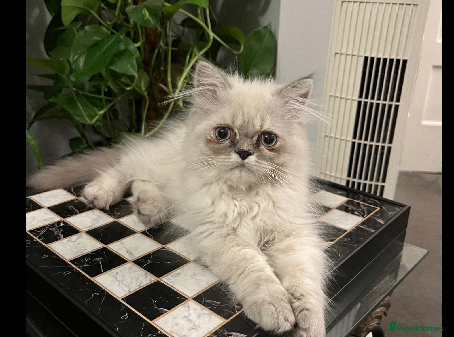 Persian cats Super affectionate, playful Persian kitten (M)  - Advert 15