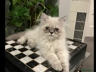 Persian cats Super affectionate, playful Persian kitten (M) - Advert 15