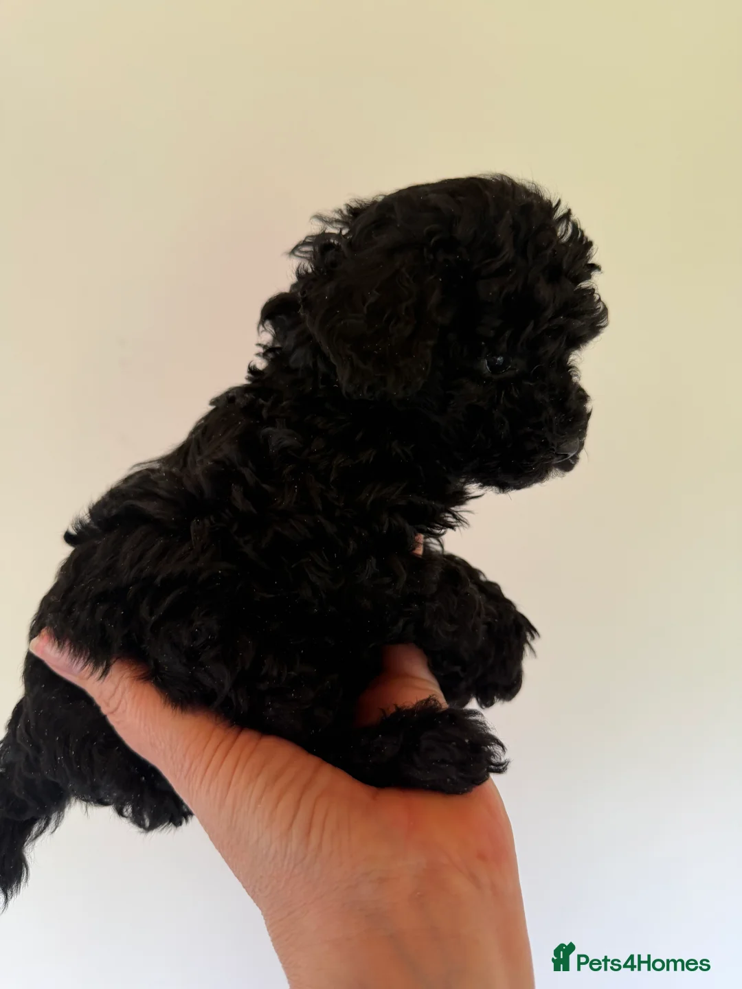 Mixed Breed dogs for sale: Poodle puppies - Advert 28