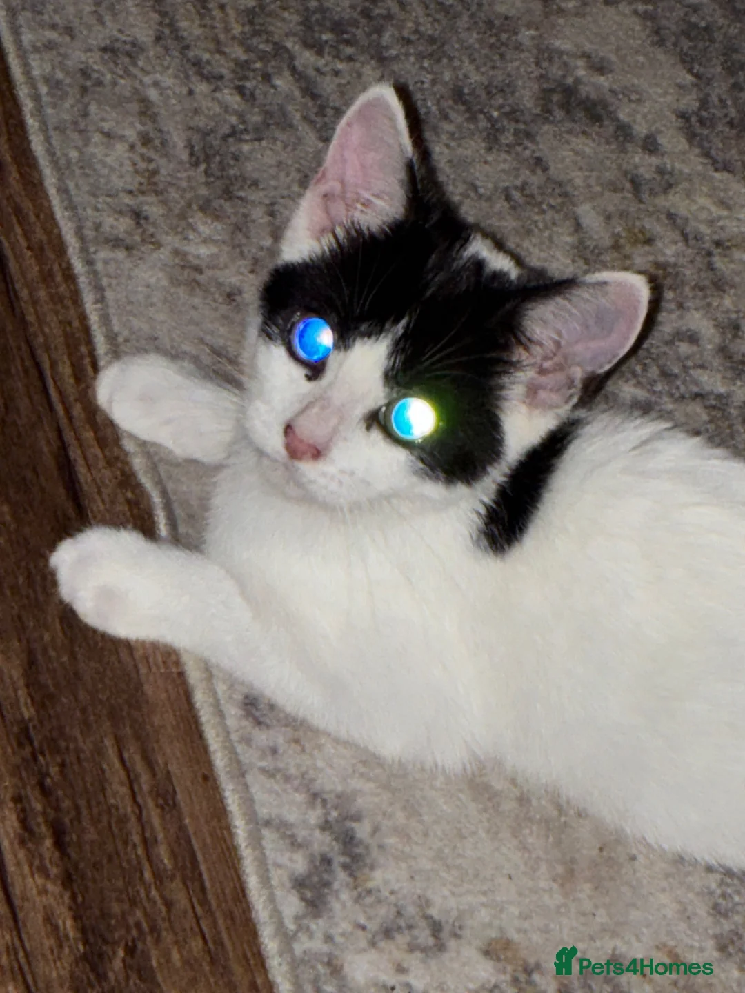Domestic Shorthair cats for sale: 15 week male  kitten  in Uxbridge - Advert 2