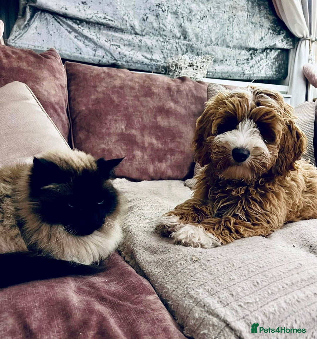 Australian Labradoodle dogs for sale: WALA Registered Australian Labradoodle Puppies - Advert 10