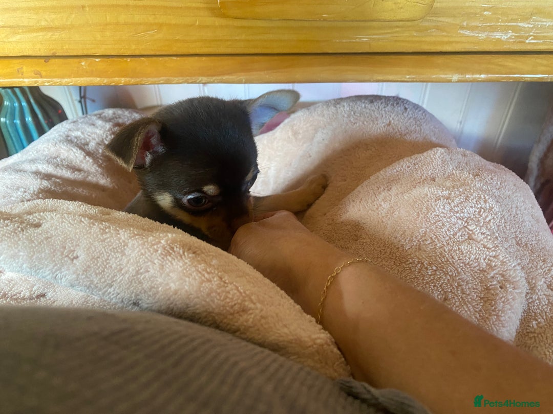 Chorkie dogs for sale: Chorkies - Advert 11