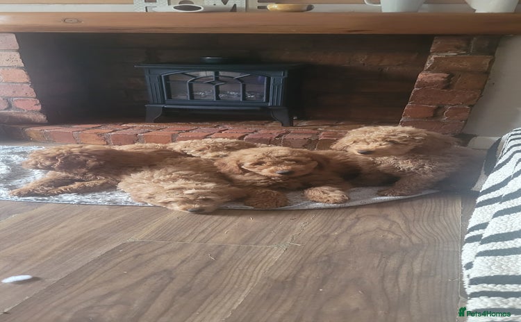 Goldendoodle dogs - Advert 3