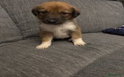 Mixed Breed dogs for sale: German shepherd x whippet  - Image 12