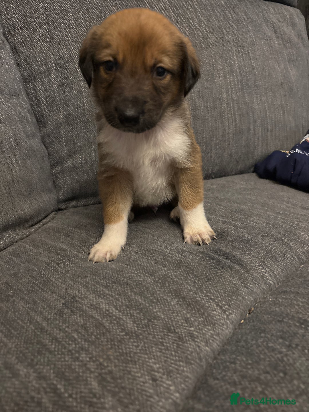 Mixed Breed dogs for sale: German shepherd x whippet  - Image 12