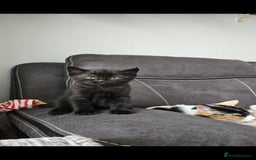 Mixed Breed cats for sale: Kitten for sale  - Image 4