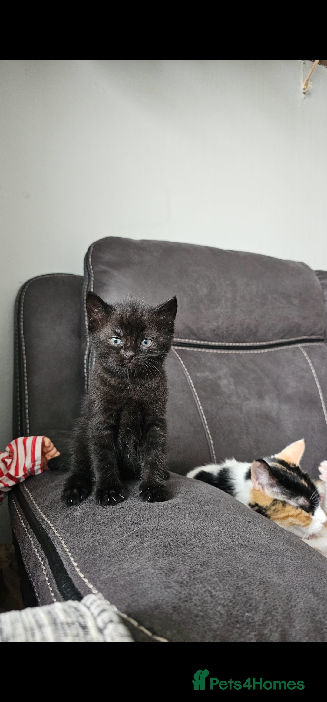 Mixed Breed cats for sale: Kitten for sale  - Image 4