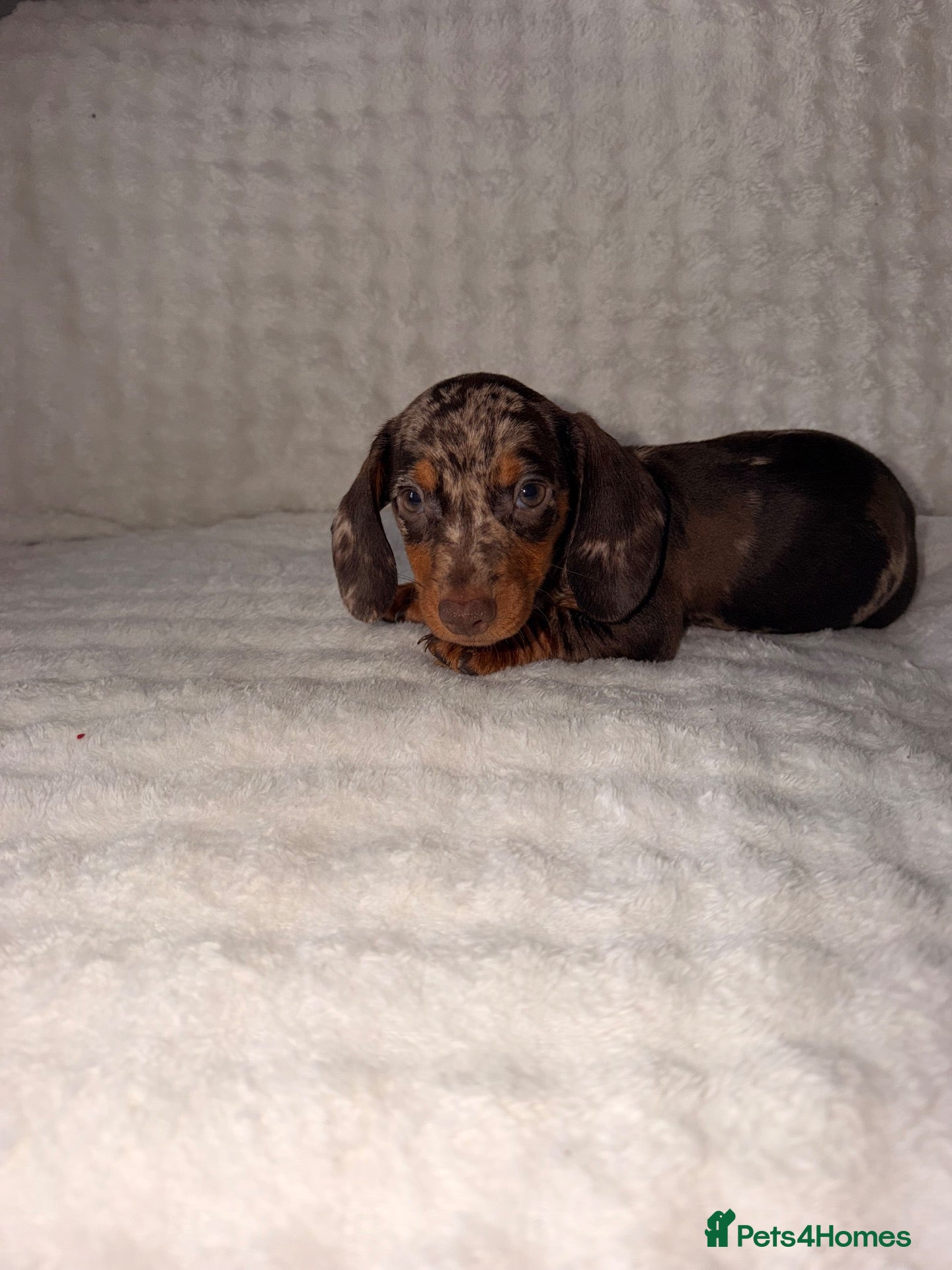 Dachshund dogs Miniature Dachshunds Puppys  - Advert 1