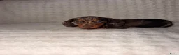 Dachshund dogs for sale: Miniature Dachshunds Puppys  - Advert 1