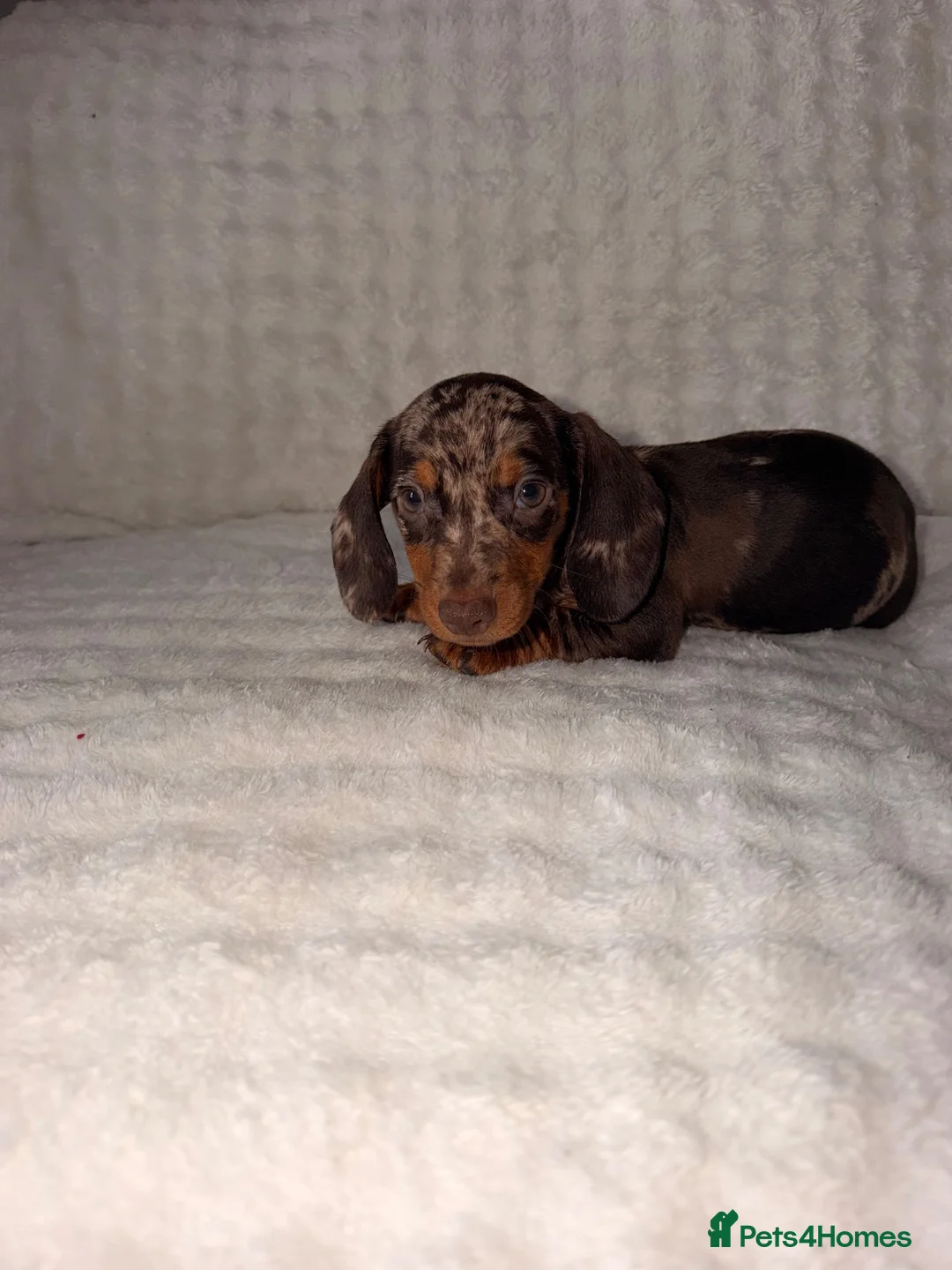 Dachshund dogs for sale: Miniature Dachshunds Puppys  - Advert 1