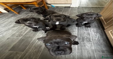 Cane Corso dogs - Advert 3