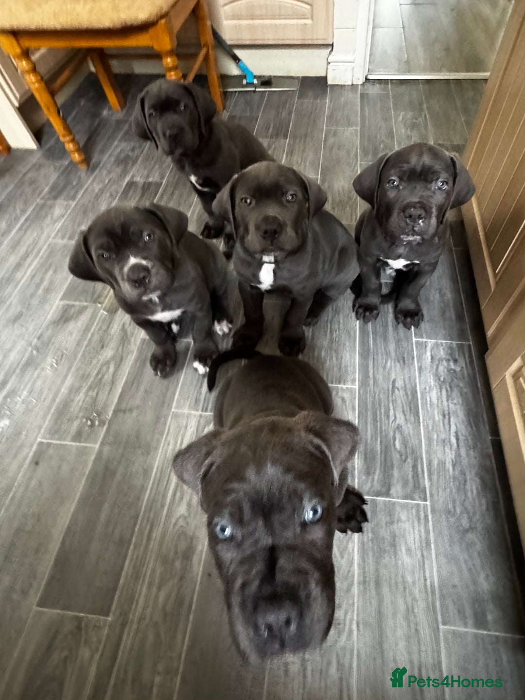 Cane Corso dogs for sale: Cane corso puppies  - Image 1