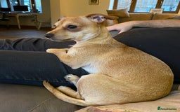 Mixed Breed dogs for sale: Looking for a forever home  - Image 2