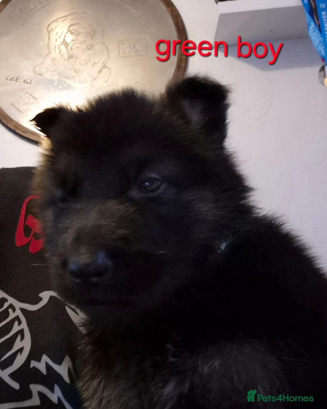 German Shepherd dogs for sale: German shepherd puppies  - Image 7