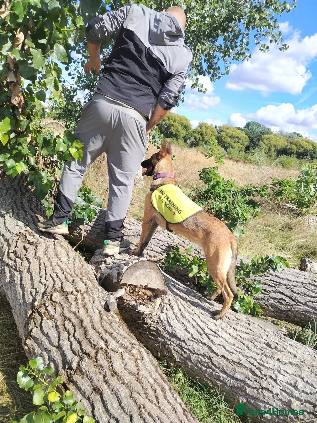 Belgian Shepherd Dog dogs for sale: Belgian Malinois Female - Advert 2