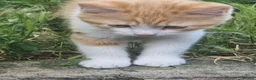 Mixed Breed cats for sale: Persian kittens  - Advert 5