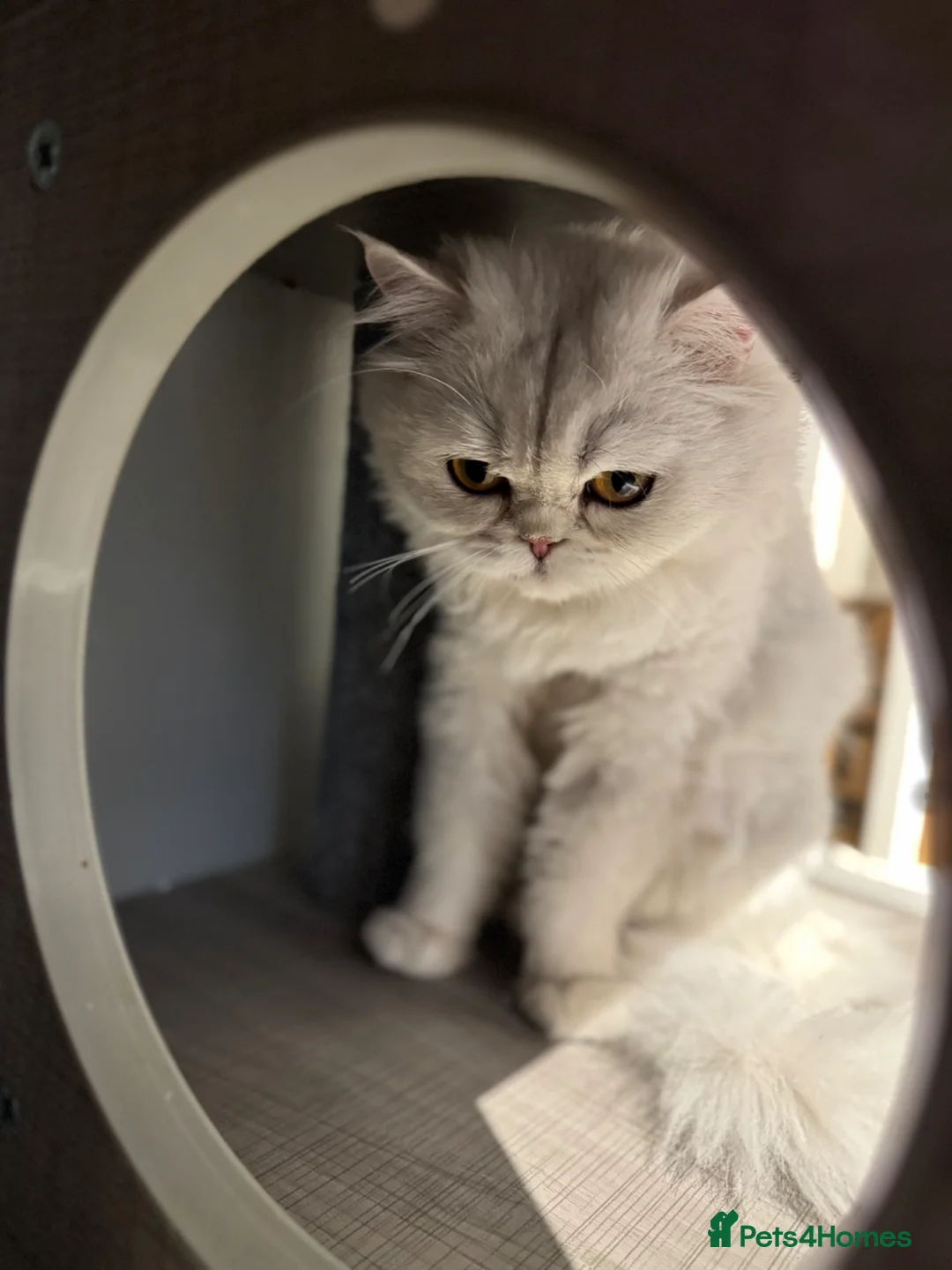 British Shorthair cats for sale: 😻British Shorthair Chinchilla Kittens Available  - Advert 30