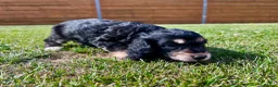 Cockapoo dogs for sale: Beautiful F1 Cockapoo Babies 🐾🐾🐾 - Advert 4
