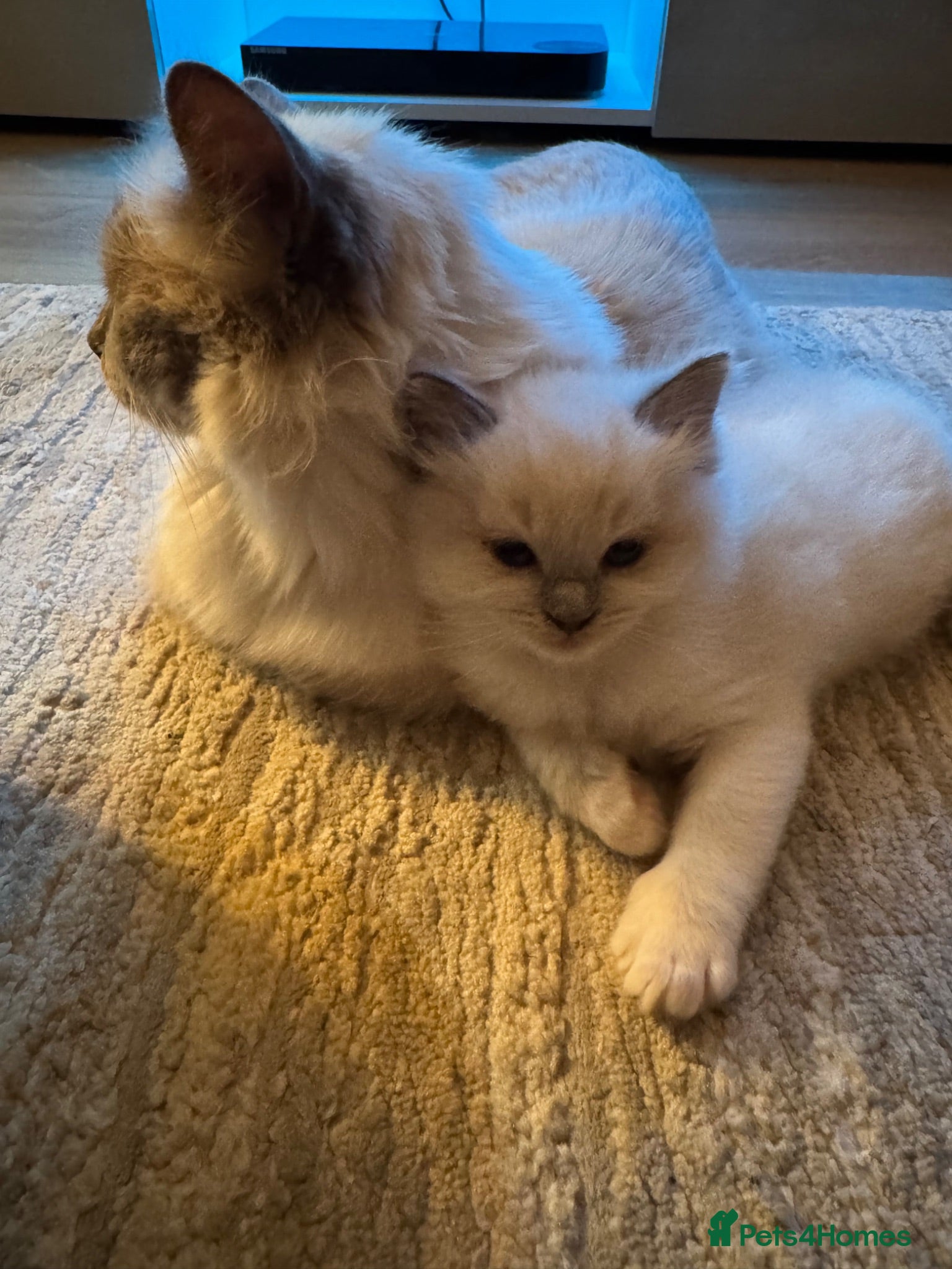 Ragdoll cats GCCF Blue point Ragdolls  - Advert 1