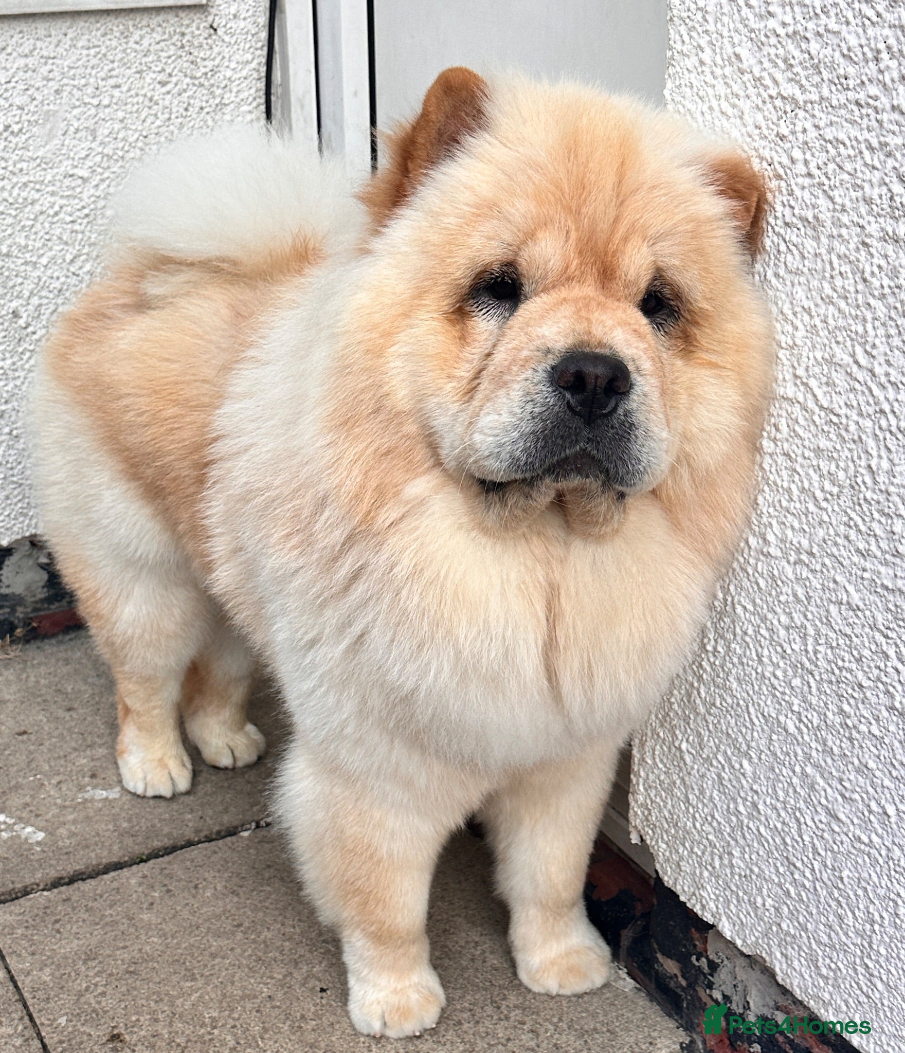 Chow Chow dogs Chow chow - Advert 2