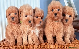 Cairn Terrier dogs for sale: STUNNING F1 cairn-oodle puppies  - Image 14