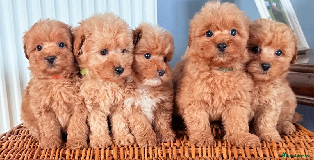 Cairn Terrier dogs for sale: STUNNING F1 cairn-oodle puppies  - Image 14