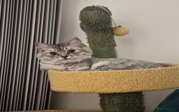 Persian cats for sale: Hello kitty - Image 1