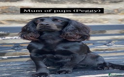 Cocker Spaniel dogs for sale: Working cocker spaniels - EXCELLENT BLOODLINE - Image 2