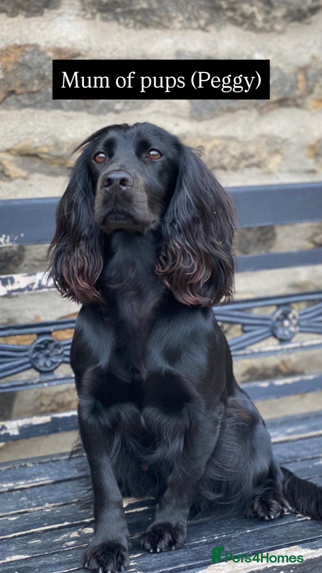 Cocker Spaniel dogs for sale: Working cocker spaniels - EXCELLENT BLOODLINE - Image 2