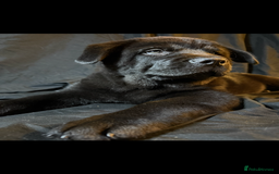 Mixed Breed dogs for sale: Beautiful chow x Newfoundland puppies - Image 5