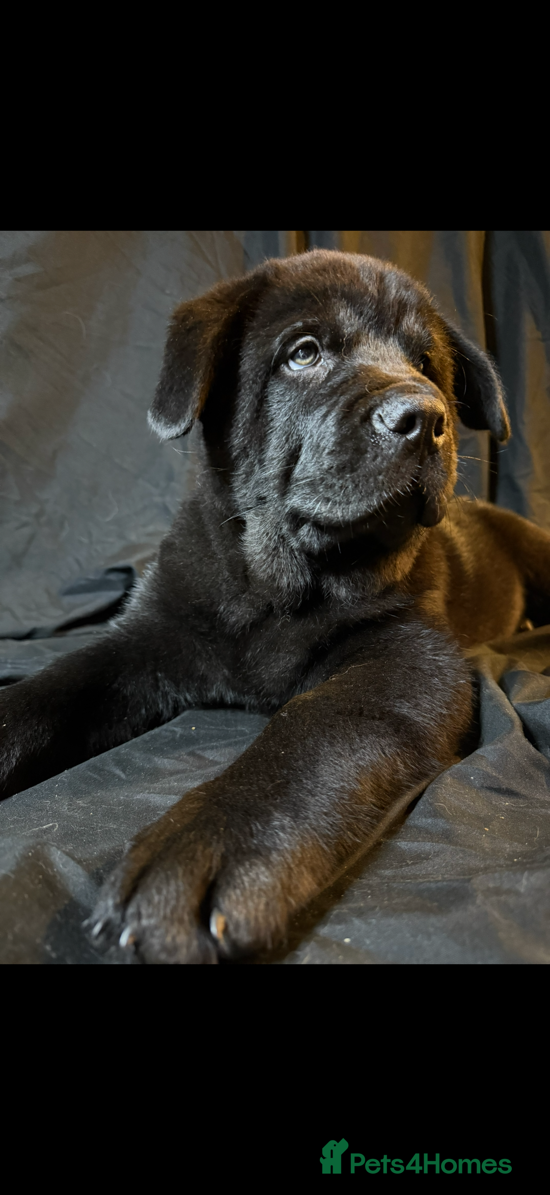Mixed Breed dogs for sale: Beautiful chow x Newfoundland puppies - Image 5