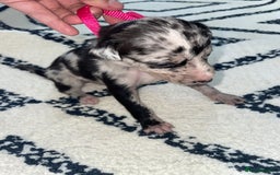 Whippet dogs for sale: Collie X whippet X whippet  - Image 7
