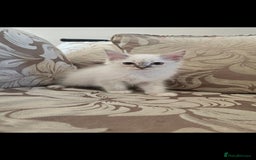 Ragdoll cats for sale: 2 Stunning Ragdolls Kittens Left  - Image 8