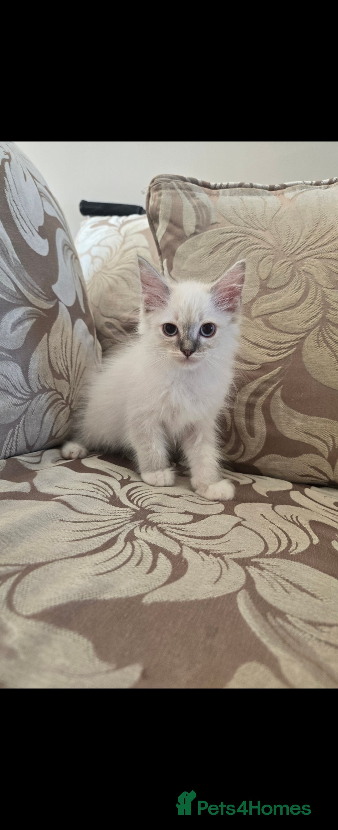 Ragdoll cats for sale: 2 Stunning Ragdolls Kittens Left  - Image 8