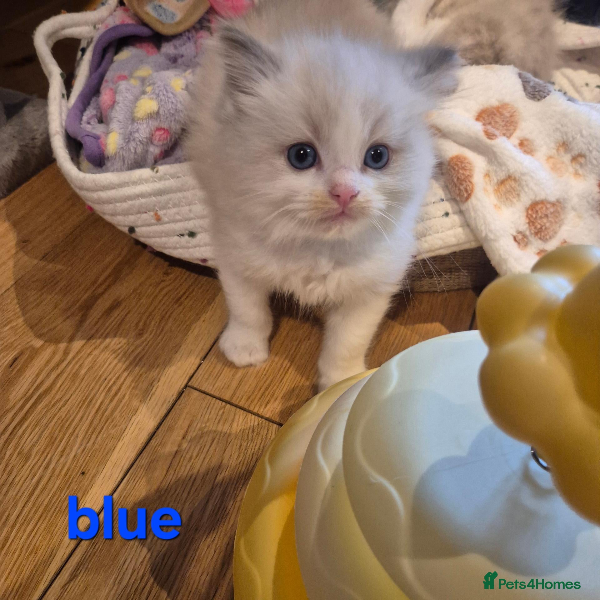 Ragdoll cats for sale: 🐾✨ Beautiful Ragdoll Kittens! ✨🐾 - Advert 19