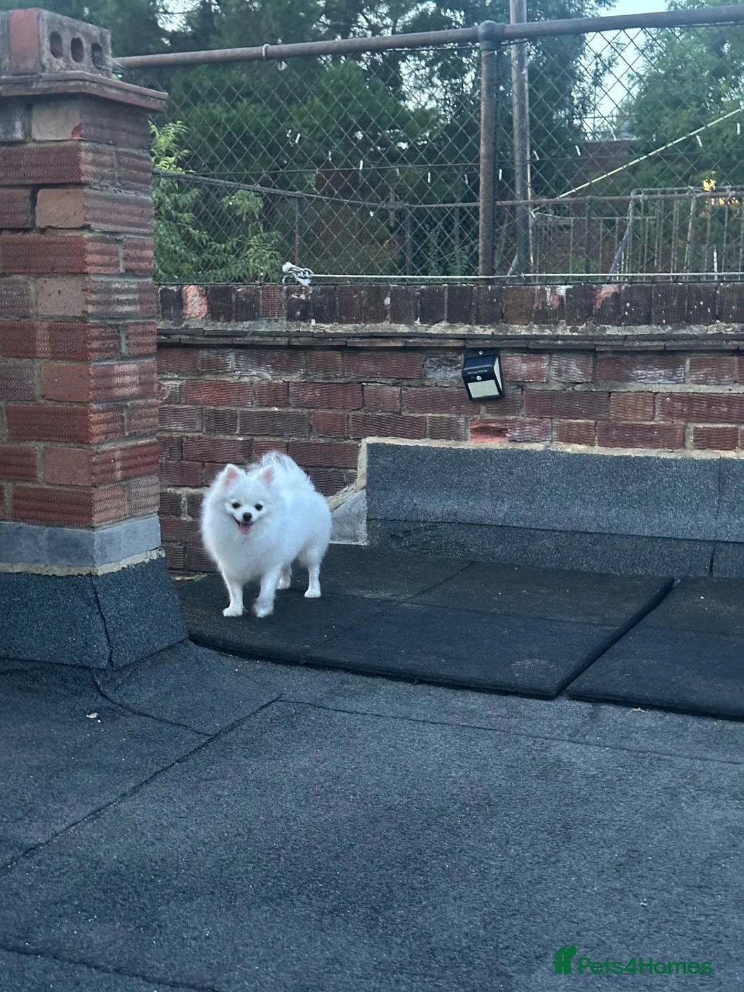 Pomchi dogs for sale: Our lovely Puppy  in London - Advert 2
