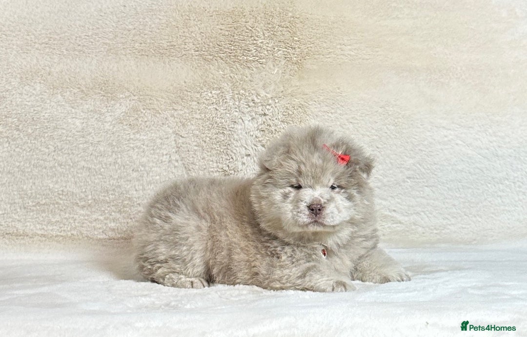 Chow Chow dogs for sale: Exotic colour pure chow chow puppies for sale - Image 11