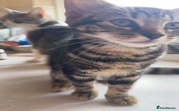 Mixed Breed cats for sale: 2 female kittens - Image 9
