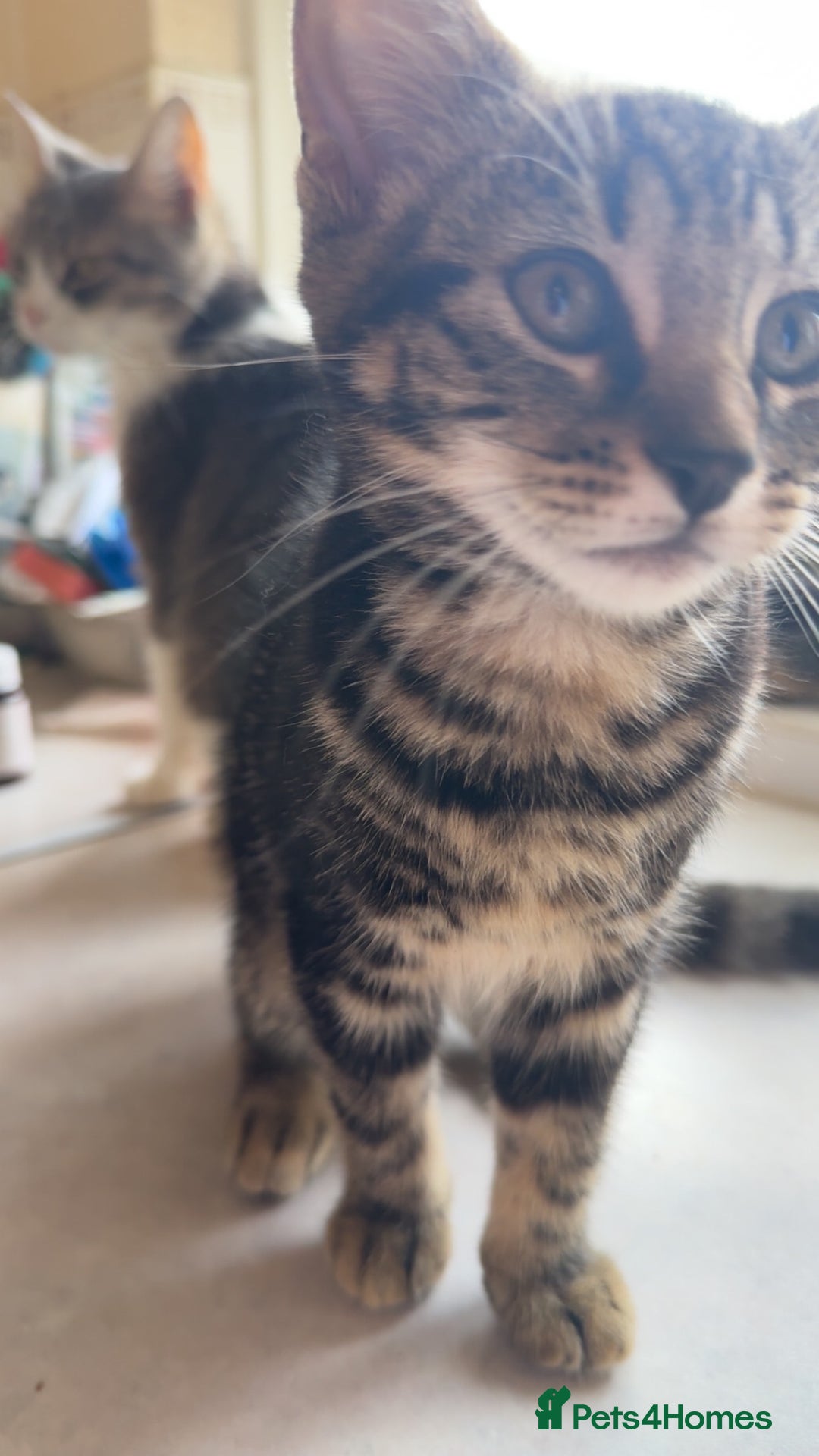 Mixed Breed cats for sale: 2 female kittens - Image 9