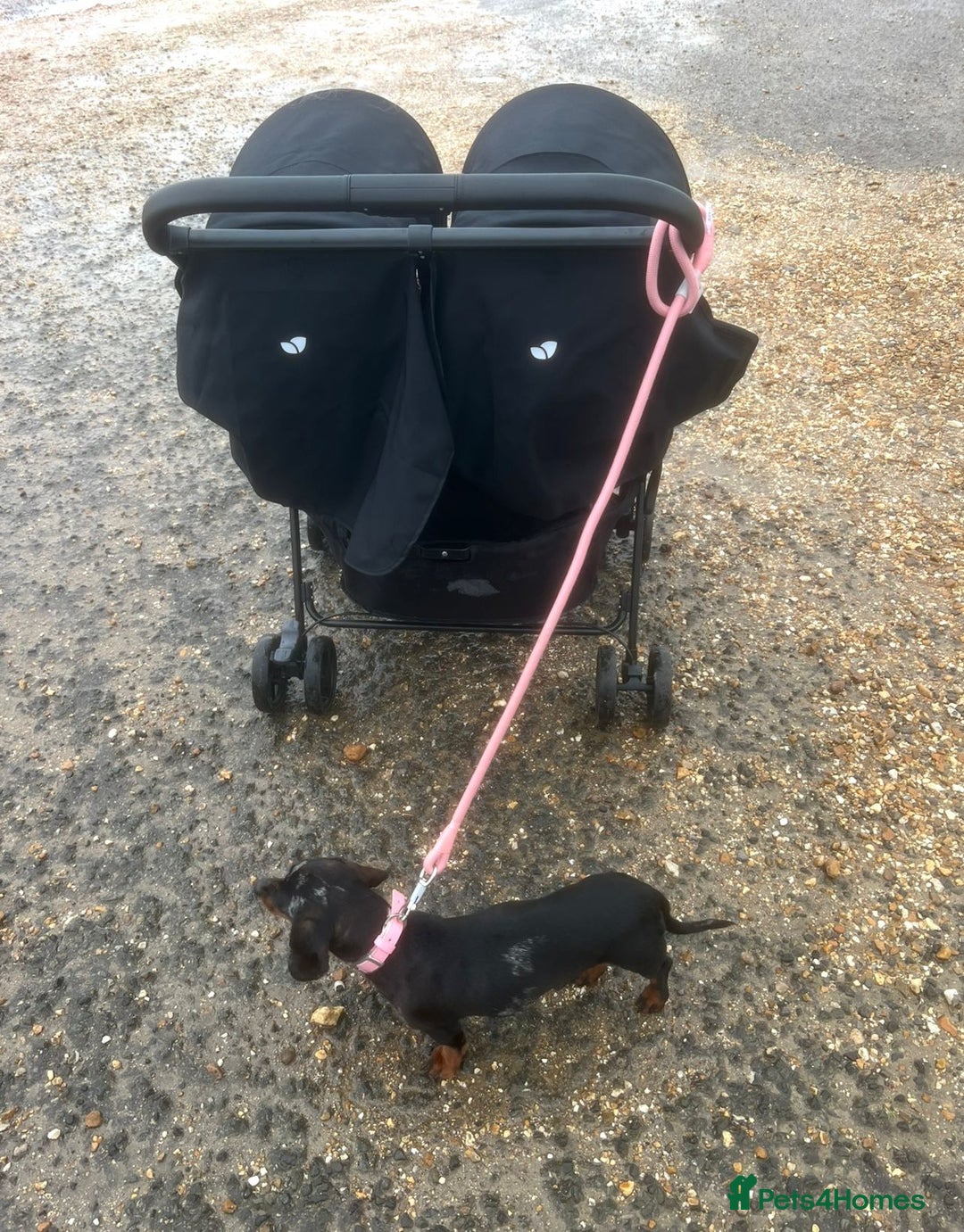 Dachshund dogs for sale: Pepper the miniature dachshund - Advert 3