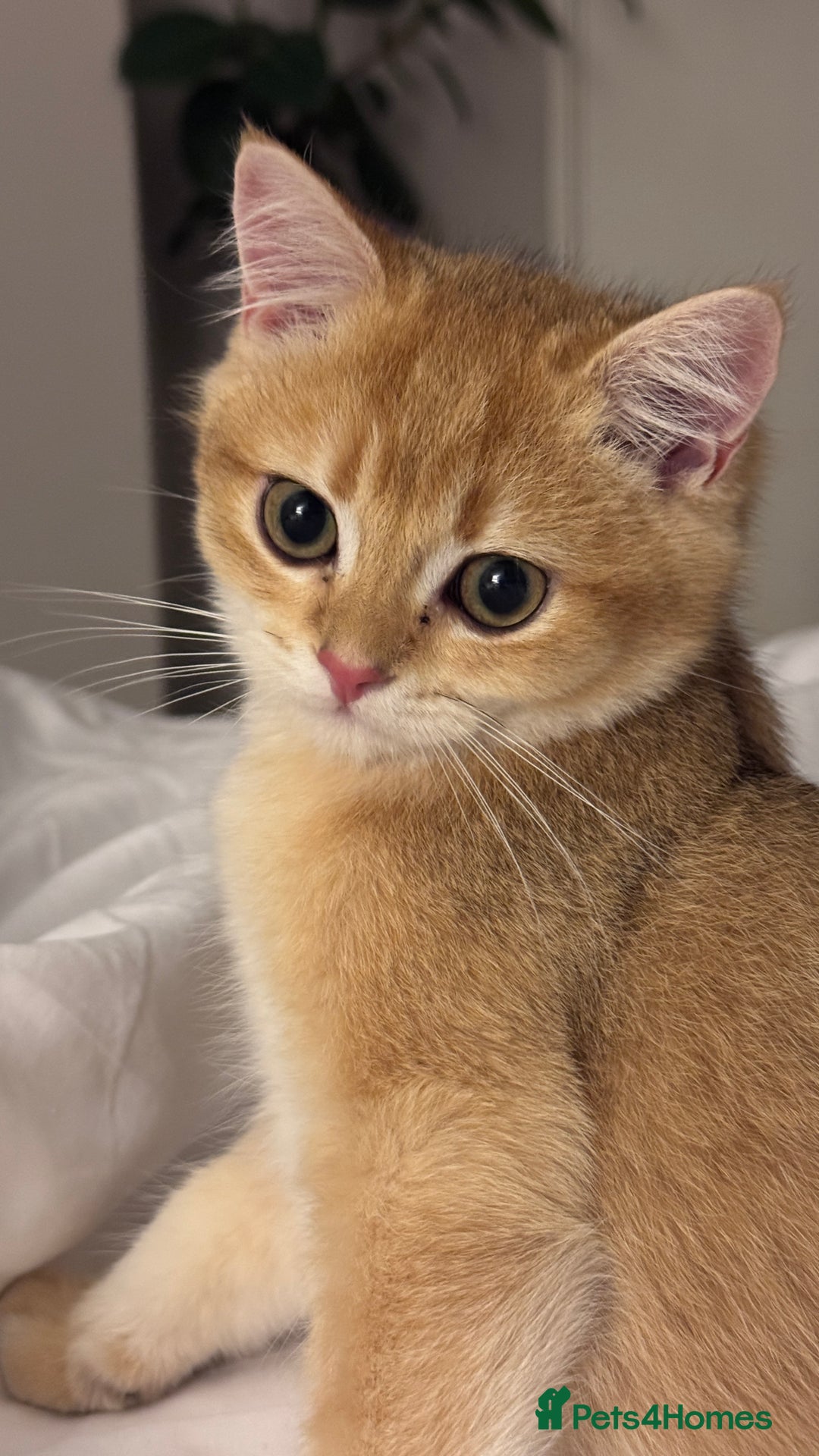 British Shorthair cats for sale: GCCF BSH ONE BOY READY TO GO GOLDEN BLACK TIPPED  - Advert 8