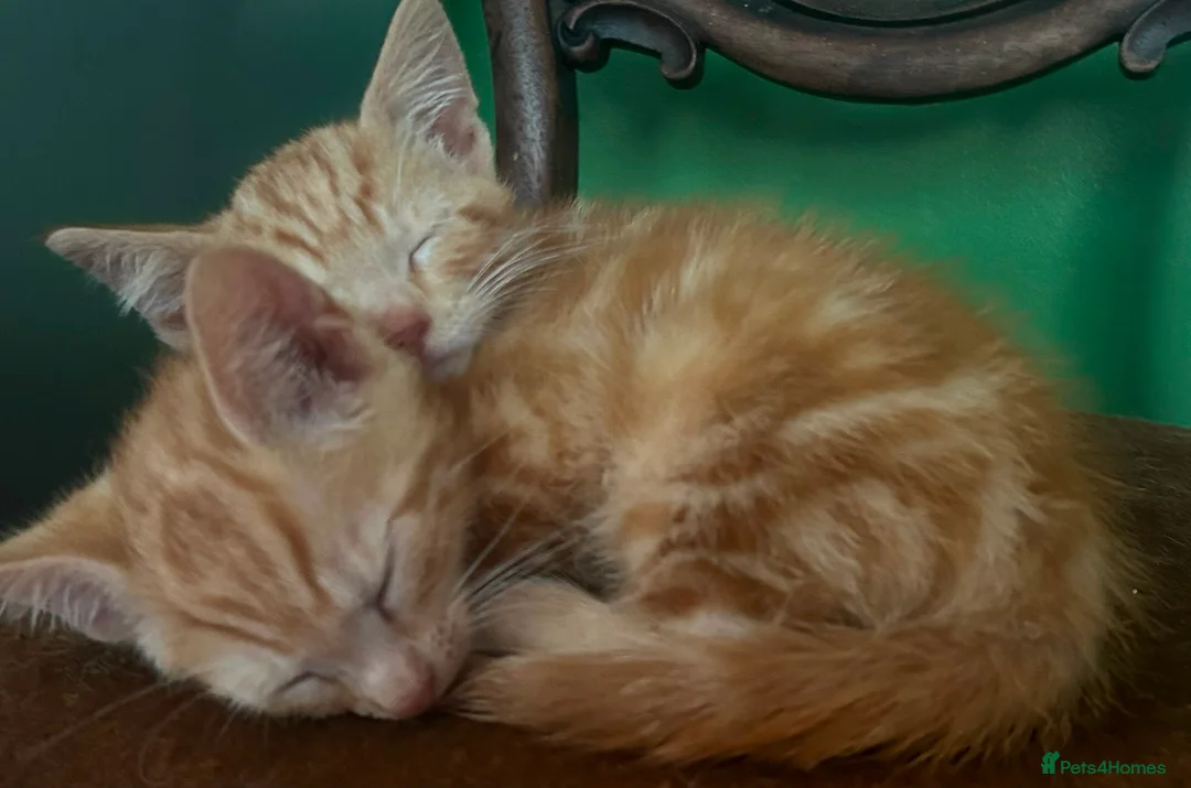 Mixed Breed cats for sale: 2 Gorgeous ginger Kittens - Advert 2